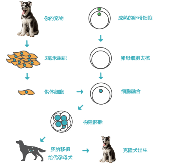 风暴平台官方：剖腹取卵植入胚胎 用16只猫克隆1只去世的猫：太黑暗了