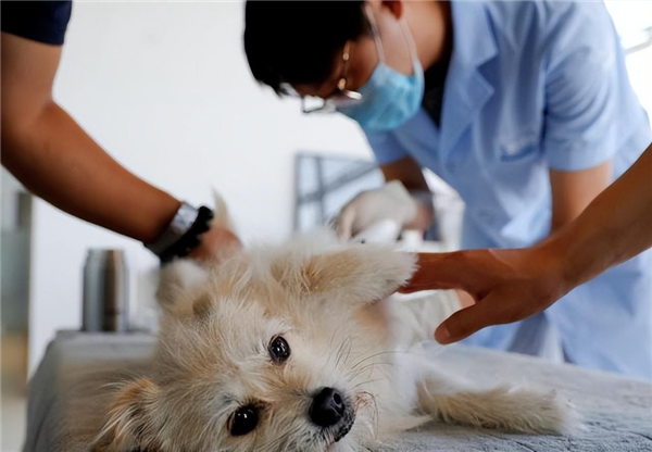 风暴平台官方：剖腹取卵植入胚胎 用16只猫克隆1只去世的猫：太黑暗了